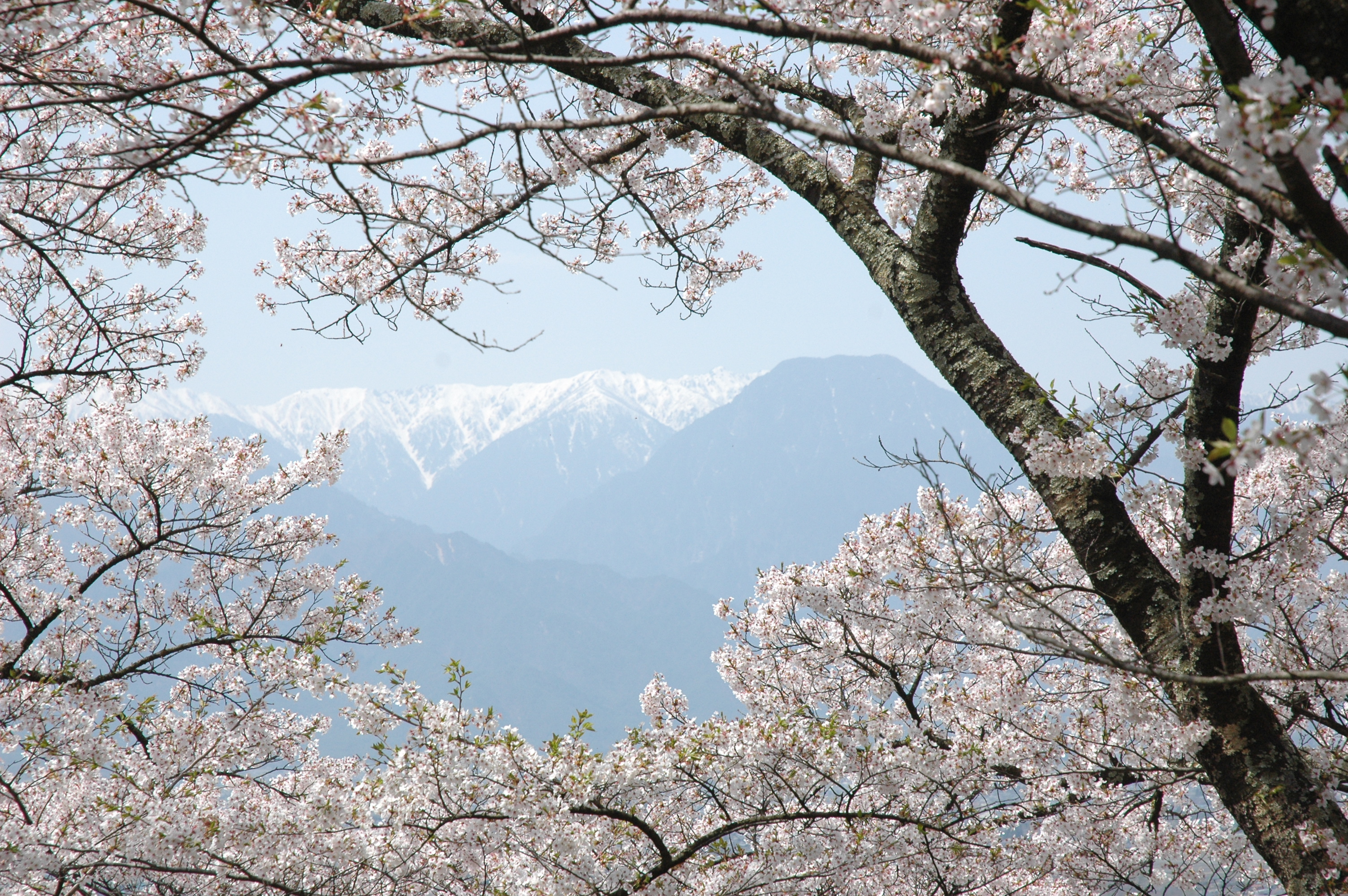 ดอกซากุระบานสะพรั่งและเทือกเขาแอลป์เมื่อมองจากภูเขาฮิคารุโจ